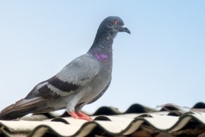 Pigeon Pest, Pest Control in Sunbury-on-Thames, TW16. Call Now 020 8166 9746