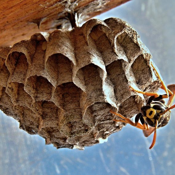 Wasps Nest, Pest Control in Sunbury-on-Thames, TW16. Call Now! 020 8166 9746