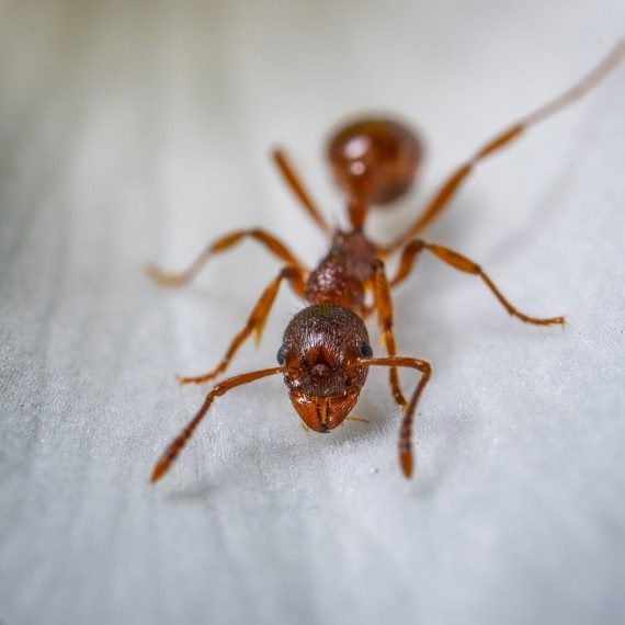 Field Ants, Pest Control in Sunbury-on-Thames, TW16. Call Now! 020 8166 9746