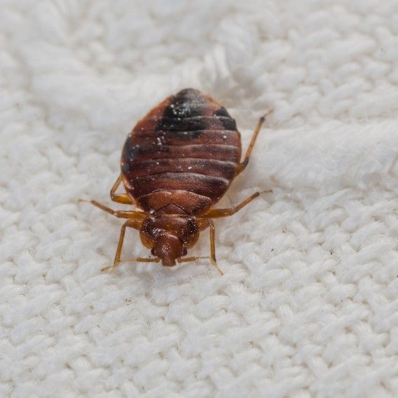 Bed Bugs, Pest Control in Sunbury-on-Thames, TW16. Call Now! 020 8166 9746
