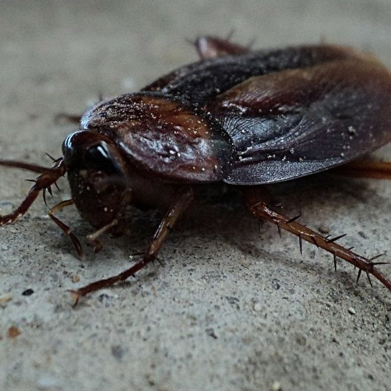 Cockroaches, Pest Control in Sunbury-on-Thames, TW16. Call Now! 020 8166 9746