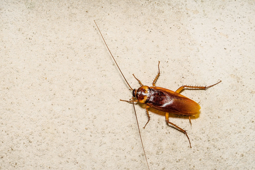 Cockroach Control, Pest Control in Sunbury-on-Thames, TW16. Call Now 020 8166 9746