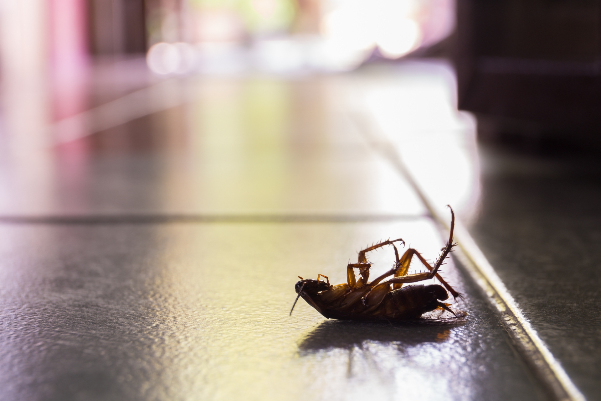 Cockroach Control, Pest Control in Sunbury-on-Thames, TW16. Call Now 020 8166 9746