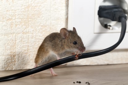 Pest Control in Sunbury-on-Thames, TW16. Call Now! 020 8166 9746
