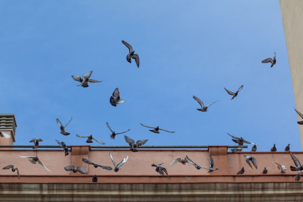 Pigeon Pest, Pest Control in Sunbury-on-Thames, TW16. Call Now 020 8166 9746