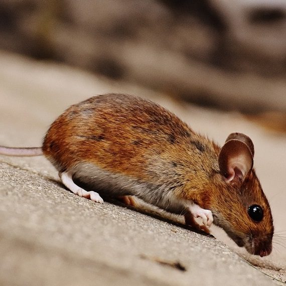 Mice, Pest Control in Sunbury-on-Thames, TW16. Call Now! 020 8166 9746