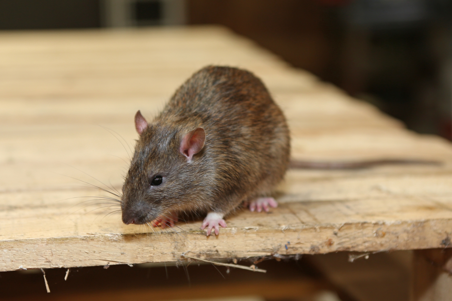 Rat extermination, Pest Control in Sunbury-on-Thames, TW16. Call Now 020 8166 9746