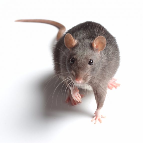 Rats, Pest Control in Sunbury-on-Thames, TW16. Call Now! 020 8166 9746