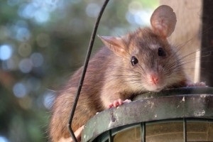 Rat Infestation, Pest Control in Sunbury-on-Thames, TW16. Call Now 020 8166 9746