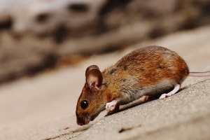 Mice Control, Pest Control in Sunbury-on-Thames, TW16. Call Now 020 8166 9746
