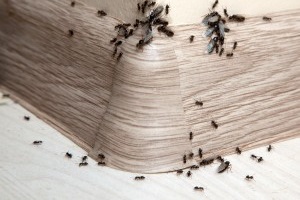 Ant Control, Pest Control in Sunbury-on-Thames, TW16. Call Now 020 8166 9746
