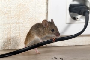 Mice Control, Pest Control in Sunbury-on-Thames, TW16. Call Now 020 8166 9746