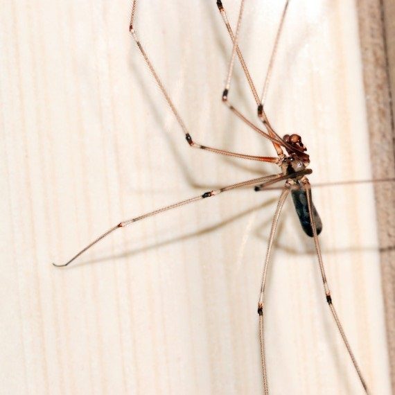 Spiders, Pest Control in Sunbury-on-Thames, TW16. Call Now! 020 8166 9746